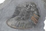 Thysanopeltis Trilobite - Boudib, Morocco #240498-5